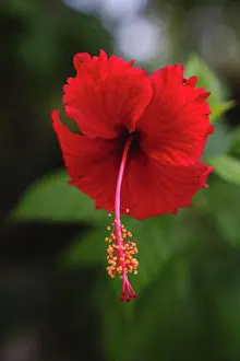 Maldives Prints: Bright red tropical flower close-up