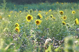 Shining Prints: Bright yellow sunflower in the field at sunset