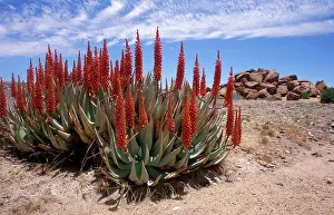 Arid Climate Prints: Brilliant red aloe (aloe namibensis) with low lying kopje in background