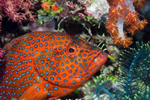 Marine Biology Prints: A Brilliantly Colored Coral Grouper