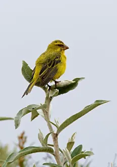 East Africa Prints: Brimstone Canary (Serinus sulphuratus sharpii) adult male