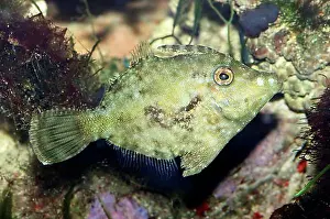 Water Animals Prints: Bristle-tail file-fish (Acreichthys tomentosus), lateral