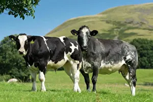 Pasture Prints: British Blue cow and calf in upland pasture, Cumbria, UK
