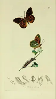 Characteristics Prints: British Entomology London Printed for the author 1823-1840 i