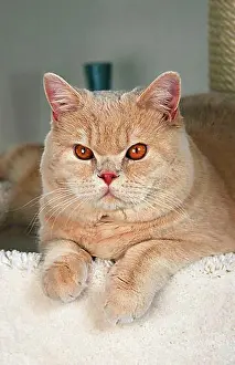 Front Views Prints: British shorthair cat, Male, cream, British shorthair, BKH