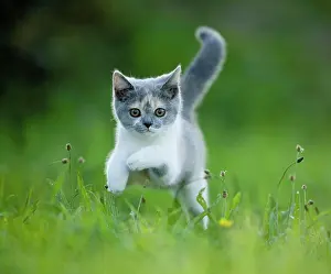 Cats Prints: British Shorthair. Kitten leaping in grass. Germany