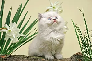 Kittens Prints: British Shorthair kitten - on tree trunk