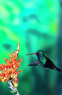 Pollination Prints: Broad-Billed hummingbird(Cynanthus latirostris) feeding on flowers