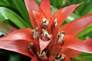Bromeliad Grand Prix has bright red bracts w/ small white flowers @ base. The whole show lasts 2-3 months
