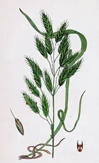 Natural History Prints: Bromus secalinus, var. velutinus; Rye Brome-grass, var. B