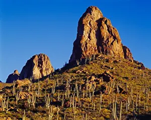 Arizona Prints: Bronco Butte looming above Saguaros