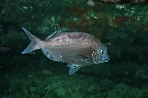 Underwater Prints: Bronze bream, sea bream (Pachymetopon grande)