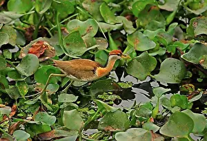 Natural Preserve Prints: Bronze-winged jacana (Metopidius indicus)