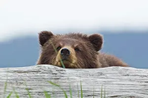 Boredom Prints: A Brown Bear Cub Rests Its Head On A Log In An Estuary On Admiralty Island