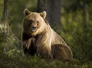 Finland Prints: A brown bear in the forest, Finland