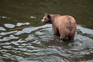 Brown Bear Prints: Brown bear (Ursus arctos) foraging in a river, Fortress of the Bears, Sitka, Alaska, USA