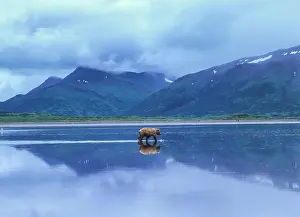 Alaskan Prints: Brown bear (Ursus arctos horribilus) with reflection crosses tidal flats at Izembek National Wildlife Refuge