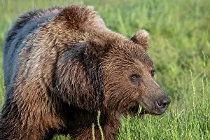 Graze Prints: Brown bears depend on sedge for a big part of their diets