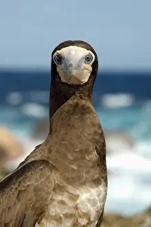 Seabird Prints: Brown booby, Sula leucogaster, St. Peter and St. Paul's rocks, Brazil, Atlantic Ocean