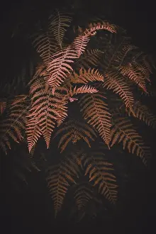Fern Prints: brown fern leaves in autumn season