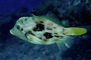 Canary Islands Prints: Brown filefish (Stephanolepis hispidus)
