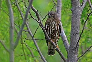 Chinese Prints: Brown Hawk-owl (Ninox scutulata florensis) adult, perched on branch, Hebei, China, may
