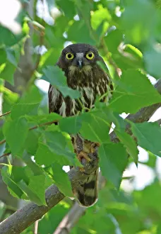 Chinese Prints: Brown Hawk-owl (Ninox scutulata florensis) adult