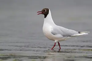 Chile Prints: Brown-hooded Gull (Chroicocephalus maculipennis) along the coast of Chile