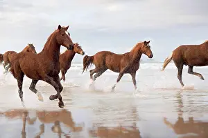 Large Group Prints: Brown Horses running on a beach