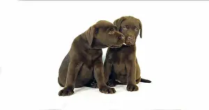 Domestic Dogs Prints: Brown Labrador Retriever, Puppies on White Background, Normandy