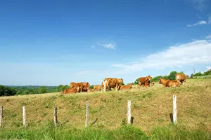 Braune Prints: Brown Limousin cows Typical French brown Limousin cows in France Copyright: xZoonar