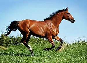 Good Weather Prints: Brown mare, Wielkopolska, Polish warmblooded horse, galloping across a meadow