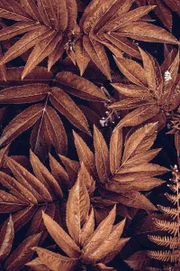 Shadows Prints: brown plant leaves in autumn season, brown background
