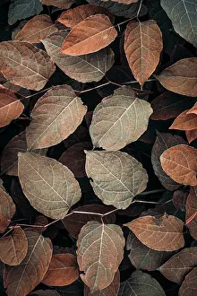 Brown Background Prints: brown plant leaves in the nature, autumn leaves and autumn colors