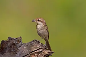 Swamp Prints: Brown Shrike (Lanius cristatus) adult