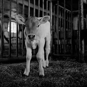 Livestock Prints: Brown Swiss calf