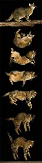 Felidae Prints: Brown Tabby Domestic Cat, Falling Sequence