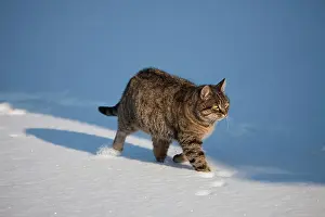 Standing Up Prints: Brown Tabby Domestic Cat, Female walking on Snow, Normandy