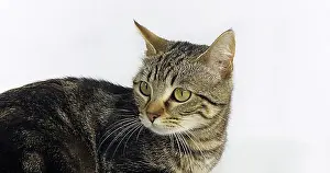 Looks Into The Camera Prints: Brown Tabby Domestic Cat, Portrait of A Pussy On White Background
