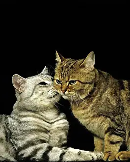 2 Animals Prints: Brown Tabby and Silver Tabby Domestic Cat, Cats against Black Background