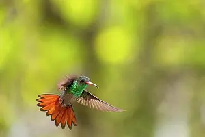In Flight Prints: Brown-tailed Amazon (Amazilia tzacatl) in flight