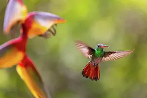 Blossoms Prints: Brown-tailed Amazon (Amazilia tzacatl) in flight