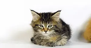 Background White Prints: Brown Tortie Blotched Tabby Maine Coon