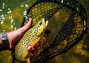 Oneanimal Prints: Brown Trout caught and released on Animas River, Durango, USA