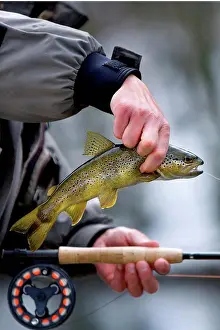 Afrasia Prints: Brown trout taken on dry fly in early spring France