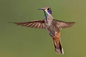 Ecuador Prints: Brown Violetear Hummingbird Colibri delphinae feeding at a flower while flying at Bueneventura Lodge in southwest