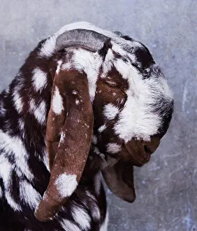 Cattle Prints: Brown and white spotted goat in front of a blue wall, Jaipur, India