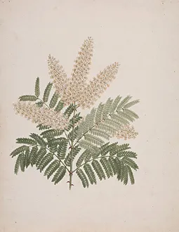 Cream Laid Paper Prints: Brucea Antidysenterica J Miller James Bruce's Tree