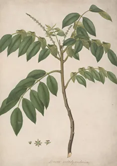 Gouache Prints: Brucea Antidysenterica J Miller James Bruce's Tree
