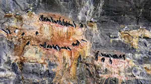 Draussen Prints: Brünnichs Guillemot, Arctic Thick-billed Murre